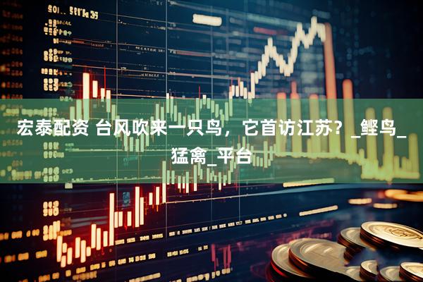 宏泰配资 台风吹来一只鸟，它首访江苏？_鲣鸟_猛禽_平台